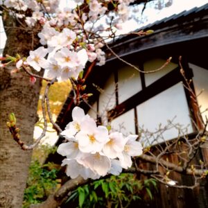 神戸酒心館で桜が咲いています