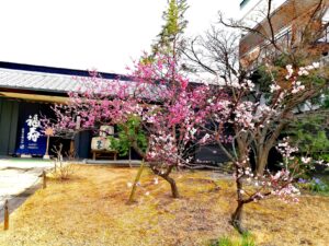 梅の花は綺麗に咲いています