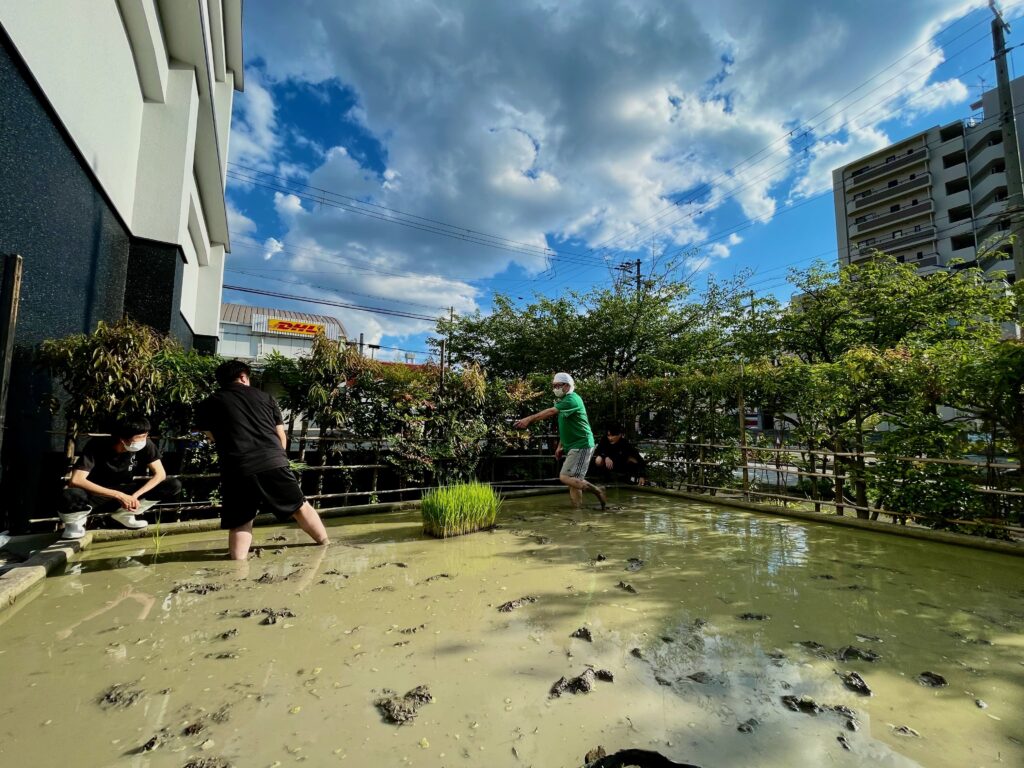 ミニ田んぼの田植え